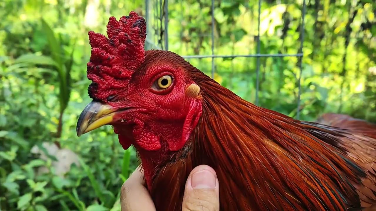 10/2 QUAY TOP 4 EM GÀ GIỎI LÚA LÚA CHO AE. ĐĂNG KÍ KÊNH MỚI ỦNG HỘ EM NHÉ