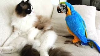 Grappige Papegaaien Vervelende Katten