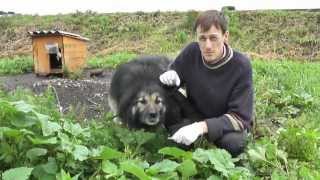 Собаки. Вакцинация против бешенства. Dogs. Vaccinated against rabies. Собаки. Вакцинация против бешенства. Dogs. Vaccinated against rabies.