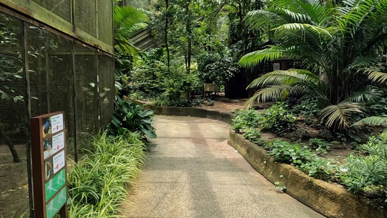 Wings Of Asia Aviary Full Tour - Jurong Bird Park Singapore