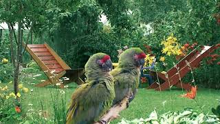 Download Lagu Whispers of Inspiration: A Red-Fronted Macaw Finds Joy in the Rain (Relaxing Garden Ambience) MP3