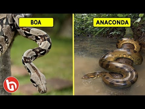 Mana Lebih Mengerikan? Perbedaan Ular Boa, Piton dan Anaconda