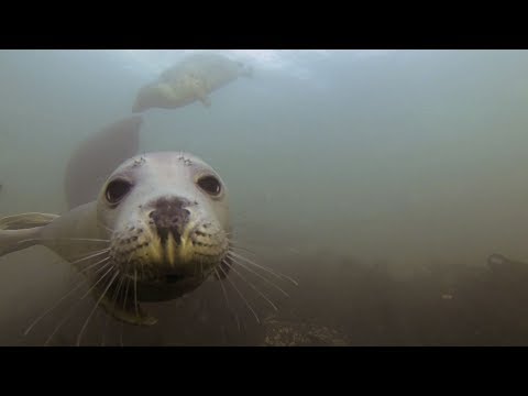 "The Grey Selkie of Sule skerry" sung by Maz O'Connor with the Grey seals of the UK