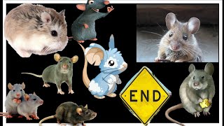 التخلص من الفئران في المنزل  طبيعياوصفة فعالة للقضاء على الفئران 