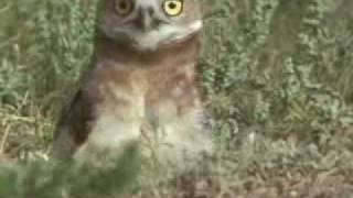 The Burrowing Owl (30 seconds)