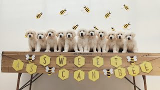 Golden Retriever puppies birth8 weeks + exciting announcement (The Bumblebee Litter)