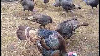 dindon 🦃 sauvage du Rio Grande 🥰🥰🥰 ( turkeys ) @fredericelevagelandais