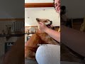 Fox Core 🦊 - Cute Animal Shorts