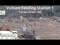 Live vulture feeding station cam 1israel nat and parks auththe charter group of wildlife ecol