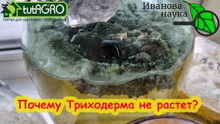 видео: ПОЧЕМУ НЕ РАСТЕТ ТРИХОДЕРМА? Всего пара причин, которые очень легко устранить. Домашнее выращивание. картинка: ПОЧЕМУ НЕ РАСТЕТ ТРИХОДЕРМА? Всего пара причин, которые очень легко устранить. Домашнее выращивание.