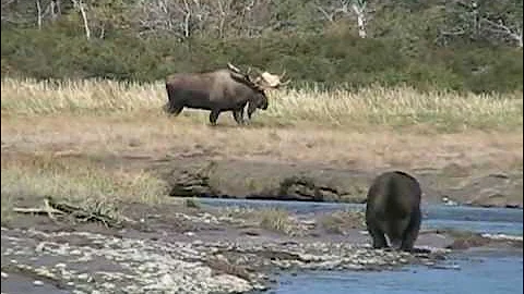 RECORD  BULL MOOSE Encounters GRIZZLY,  enormous alaska trophy moose brown bears