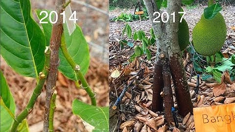 Multiple Rootstock Jackfruit Trees in Florida -  InArch Grafting Update
