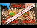 Surprising Update In Worm Bin Veggie vs Fruit Experiment! Red Wiggler Vermicompost Worm Farm