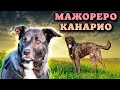 Мажореро Канарио. Главная порода Канарских островов