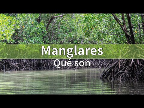 Manglares (ecosistemas) | QUÉ SON, BENEFICIOS, CARACTERÍSTICAS, flora y fauna hqdefault