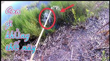 Câu cá lóc đồng cá táp như pháo nổ | Amazing daily life fishing #fishing