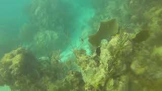 Diving in Cancun with Dive it at Ocean Coral and Turquesa by Jim Ryan 269 views 3 years ago 10 minutes, 21 seconds