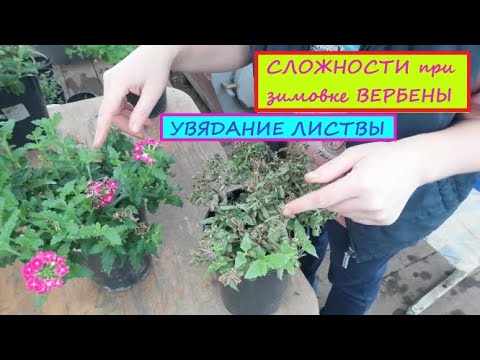 Увядание побегов вегетативной вербены в осенне-зимнее время. Есть ли смысл спасать больное растение?