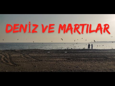 Deniz ve Martılar