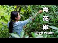 青花椒： 一個走進千家萬戶的調料 | Chinese food made with Green Pepper