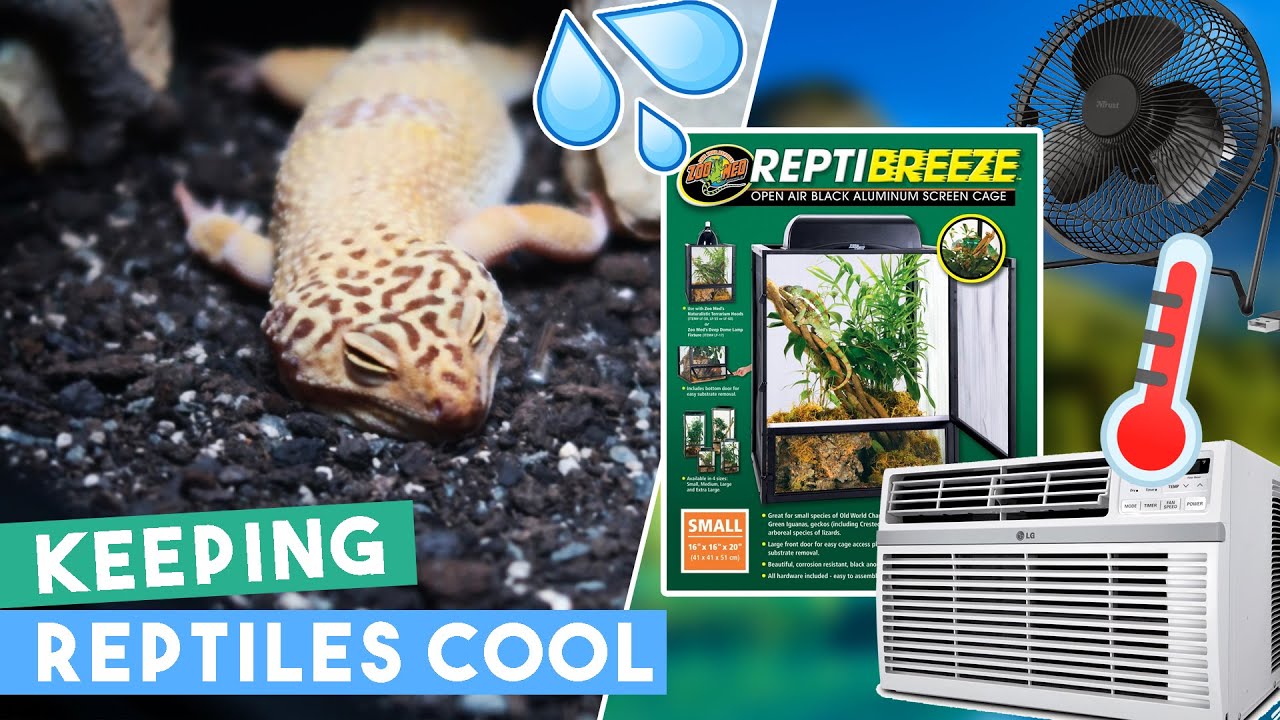 How to provide the BEST HEAT for your REPTILES 