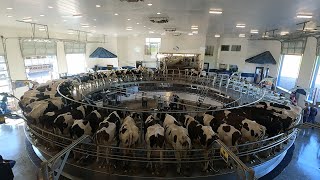 Visiting a 60 Stall Rotary Milking Parlor