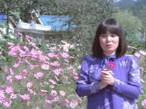 김상희-코스모스 피어있는길