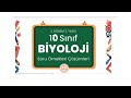 10Biyoloji 2.Dönem 2.Yazılı Hazırlık Soru Çözüm Yeni Maarif model MEB Senaryoya göre 