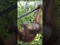 Budi The Orangutan Returns Home