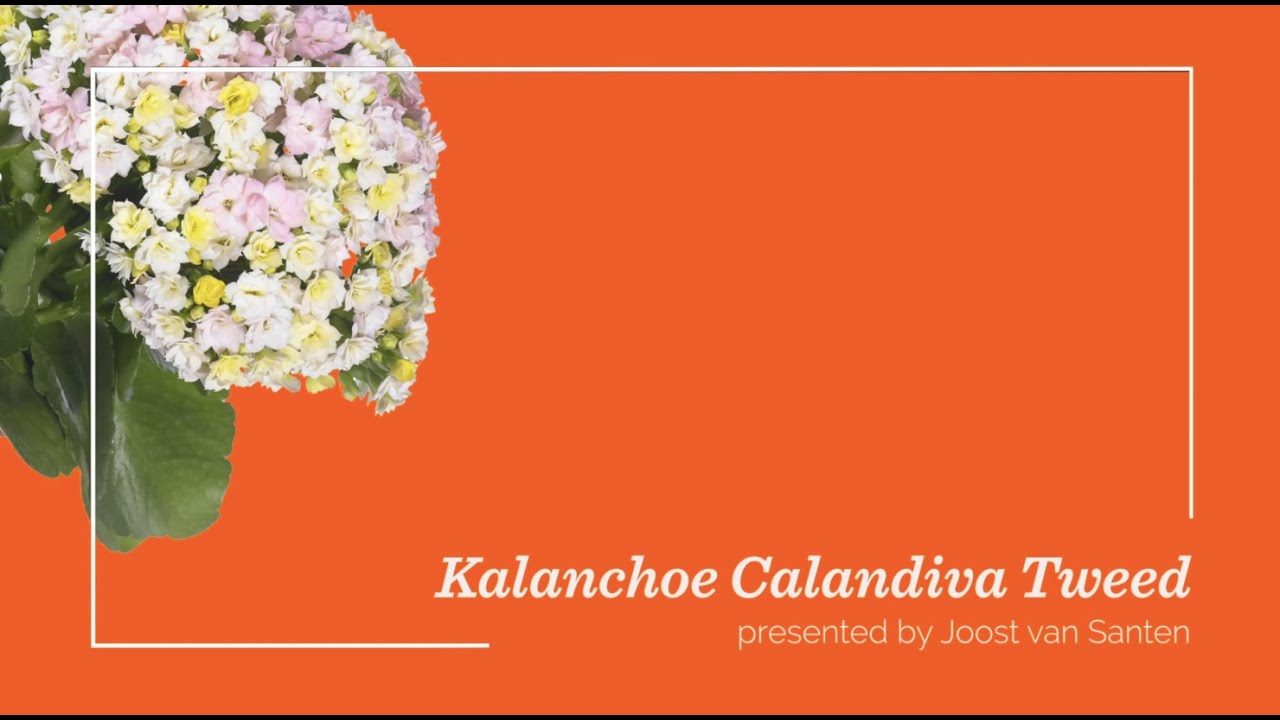 Flowertrials Highlight: Kalanchoe Calandiva Tweed