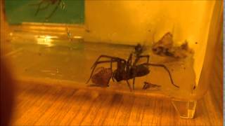 Kątnik Olbrzymi Tegenaria Duellica