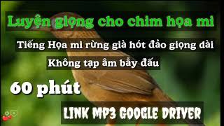 Download Lagu Luyện giọng cho chim Họa Mi không tạp âm MP3