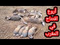 افتتاح موسم الصيد في المغرب 2024 2025        