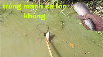 Nước Đang Rút Đi Kích Cá Trên Ruộng Trúng Mánh Cá Toàn Cá Lóc Bự Không @