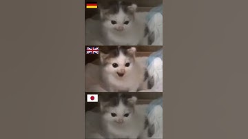 Thumbnail of Angry German cat meme but in different countries #shorts