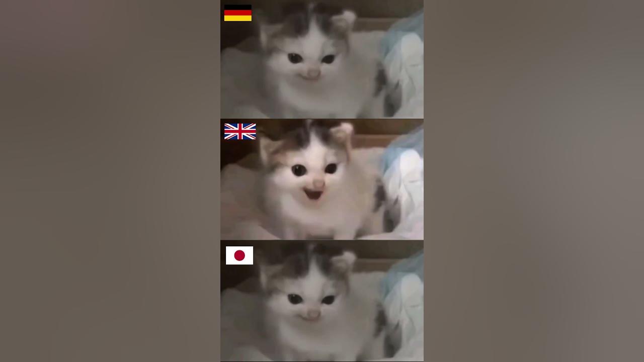Angry German cat meme but in different countries #shorts Angry German cat meme but in different countries #shorts