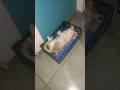 #michu #chill #blessed #elsalvador #huizucar #cat #gato #déjame #mequiero #cambiar #sansalvador #yes