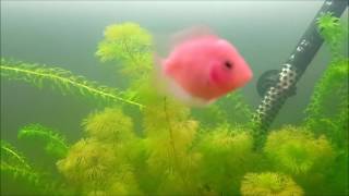 Fish tv !!