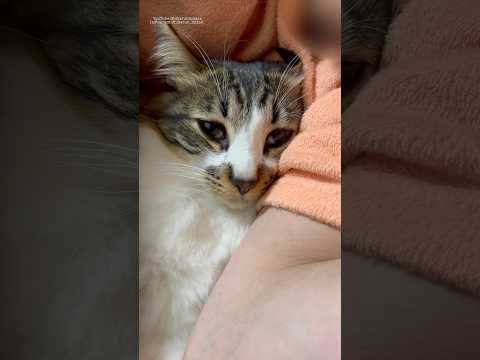だいすきな腕の中