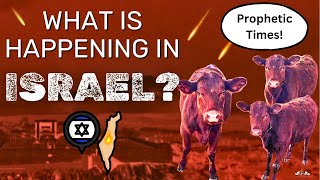 The 'Red Heifer Prophecy' in Israel about to be Fulfilled? LATEST UPDATE!