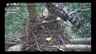 2021(8/18 12路過) 大安森林公園鳳頭蒼鷹巢位直播回顧　Crested Goshawk Nest Cam, Daan Park, Taiwan カンムリオオタカの子育て生中継