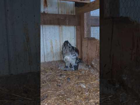 Why Is This Chicken In The Corner?