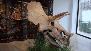 6800万年前のトリケラトプスの頭部化石が競売に、予想最高価格約