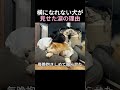 横になれない犬が見せた涙の理由