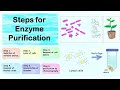 Steps for enzyme purification.
