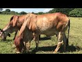 Ganado choto en venta en Jiquilisco, Usulután, El Salvador.