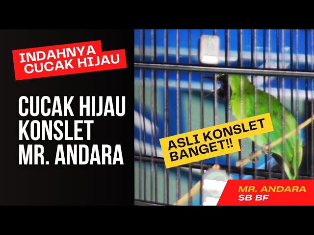 BURUNG CUCAK IJO KONSLET ‼️ CUCAK HIJAU VIRAL DI KOTA BOGOR MR. ANDARA #cucakijoviral #cakijokonslet class=