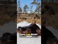 These Frogs Freeze To Death… Then Wake Up 🐸