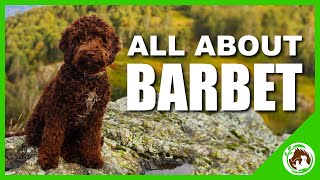 All About The Barbet