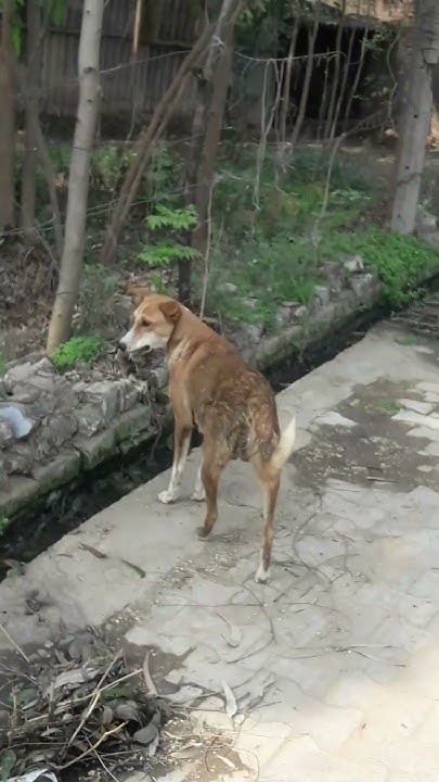 Dog Eats Mouse YouTube dog-eats-mouse-youtube